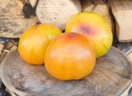 Pomidor Paw Paw Yellow kolekcjonerskie nasiona pomidorów