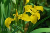 Irys żółty wodny DO STAWU zMego Ogrodu-nie szkółka OKAZJA iris pseudoacorus