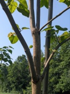 XXL Drzewa Tlenowe Oxytree Sadzonki Paulownia 3-letnie CERT 3-4m