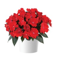 Niecierpek SŁONECZNY Impatiens Sol-luna Red