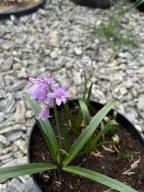 cebulica różowa hiszpańska SADZONKA- w doniczce 1