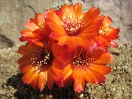 Kaktus ,Rebutia, Mediolobivia euanthema WR 823