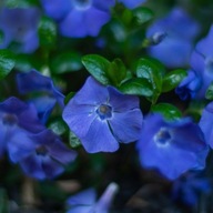 Barwinek pospolity SADZONKI 50 SZTUK ZADARNIAJĄCY ODPORNY NA SUSZE