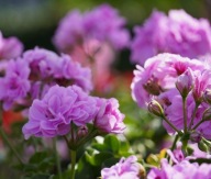 Pelargonia Peltatum Medio Teske Lavender ZWISAJĄCA