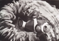 NIEMCY - STRALSUND - OCEANARIUM - BŁAZENEK PLAMISTY - RYBA