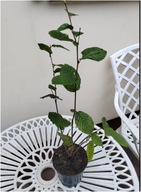 Grab pospolity sadzonka po 3 sztuki w doniczce P9 na żywopłoty aleje 50 cm