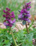 Kokorycz pusta 5 bulw