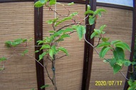 Kiwi jadalne 240cm okaz palmowe szczepione skrętny pień inny