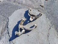 WAHACZ DOLNY LEWY DODGE RAM 1500, 5 GEN, 2019-