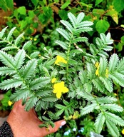 Pięciornik gęsi, srebrnik, doniczka