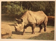 WROCŁAW. ZOO Miejski Ogród Zoologiczny. Nosorożec zwyczajny. Diceros bicorn
