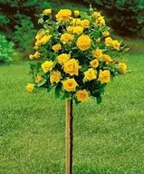 Róża na pniu żółta – elegancka, pachnąca