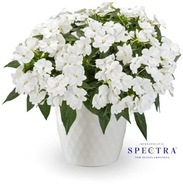 Niecierpek SŁONECZNY JAK SUNPATIENS Spectra White impatiens interspecific