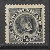 Nowa Fundlandia (x) C630 fauna pies brak ząbka