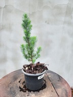 Sosna Pinia Pinus Pinea