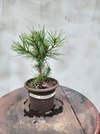 Sosna plamistokora pinus bungeana