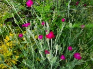 Firletka kwiecista wieńcowa kwiaty ciemny róż srebrzyste liście sadzonka