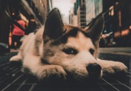 PIES W WIELKIM MIEŚCIE