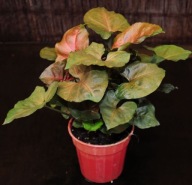 Syngonium podophyllum 'Maria Allusion' zroślicha SADZONKA 25 cm