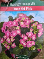Hortensja ogrodowa Hydrangea macrophylla Flame Hot Pink DUŻA SADZONKA 5L