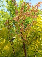 Klon tatarski spiralny pienny okaz 12 letni szczepiony inny