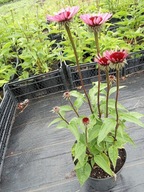 Jeżówka purpurowa duża sadzonka w doniczce