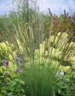 Trzęślica modra Molinia Overdam P9