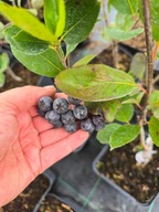 Aronia śliwolistna 'Nero', XXL, 2L