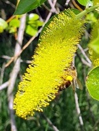 Wierzba laurowa pyłkodajna 5 sadzonek ule