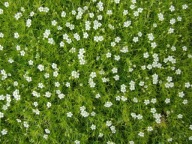 Karmnik ościsty Green Moss P9