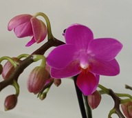 PHALENOPSIS storczyk multiflora PINK FLAMINGO 1