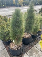 Sosna czarna Scholz 130cm