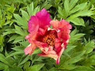 Piwonia ITOH "SONOMA KALEIDOSCOPE" Duża SADZONKA doniczka 5 l