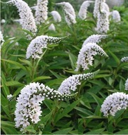 TOJEŚĆ ogrodowa GĘSIA SZYJA SADZONKA W PIJEMNIKU 10 CM WIELOLETNIA