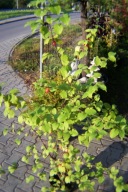 Dereń starokijewski drzewiasty szczepiony 180cm owocujący jadalny inny