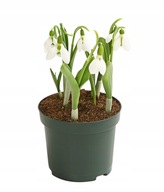 Śnieżyczka przebiśnieg sadzonka w doniczce 10 cm biała pod drzewa trawnik