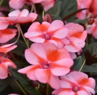 Niecierpek SŁONECZNY Sunpatiens Vigorous Peach Candy