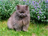 Kocimiętka właściwa sadzonka w pojemniku 10 cm dla kota