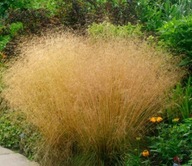 Śmiałek darniowy ,,GOLDTAU" Malowniczy zwiewny pokrój