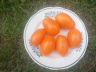 Pomidor Orange banana - plenny i smaczny - nasiona ***