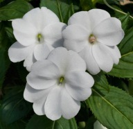 Niecierpek SŁONECZNY Sunpatiens Vigorous Clear White