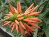 Aloe arborescens aloes leczniczy z ziemią i donicą + gratisy + ogrzewacz