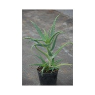 Aloes Drzewiasty 2-letni ALOE ARBOERSCENS MILL sukulent doniczkowy roślina