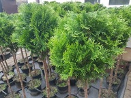 Tuja KULA kulista Szmaragd