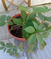 Winobluszcz pięciolistkowy, ze zdjęcia