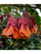 Abutilon,klonik Patrick Synge