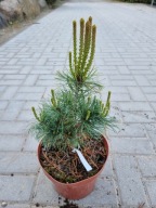 Sosna drobnokwiatowa Pinus parviflora 'Fuku-Zu-Mi' NA BIG BONSAI