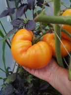 Pomidor Kellog's Breakfast dokonały żółty befsztyk nasiona kolekcjonerskie