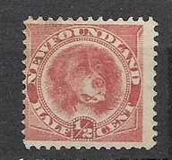 Nowa Fundlandi x Q676 fauna pies karmin 16funtów