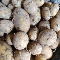 Ziemniaki jadalne od rolnika odmiana ANUSCHKA 24 kg